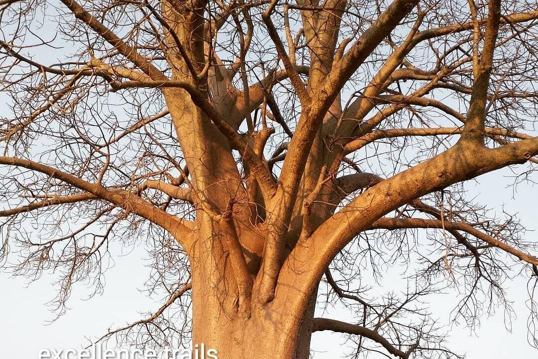 Bare branches of a giant baobab tree against a clear sky