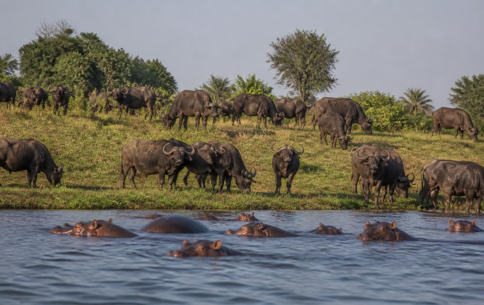Boat safari drifting across the Chobe River floodplain