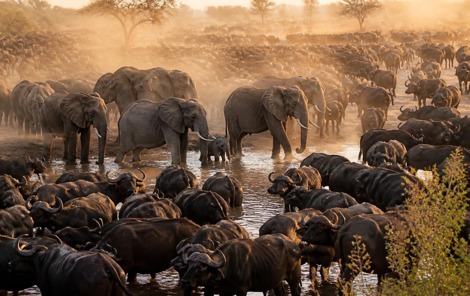 Game gathering in dust and golden light at a Hwange waterhole