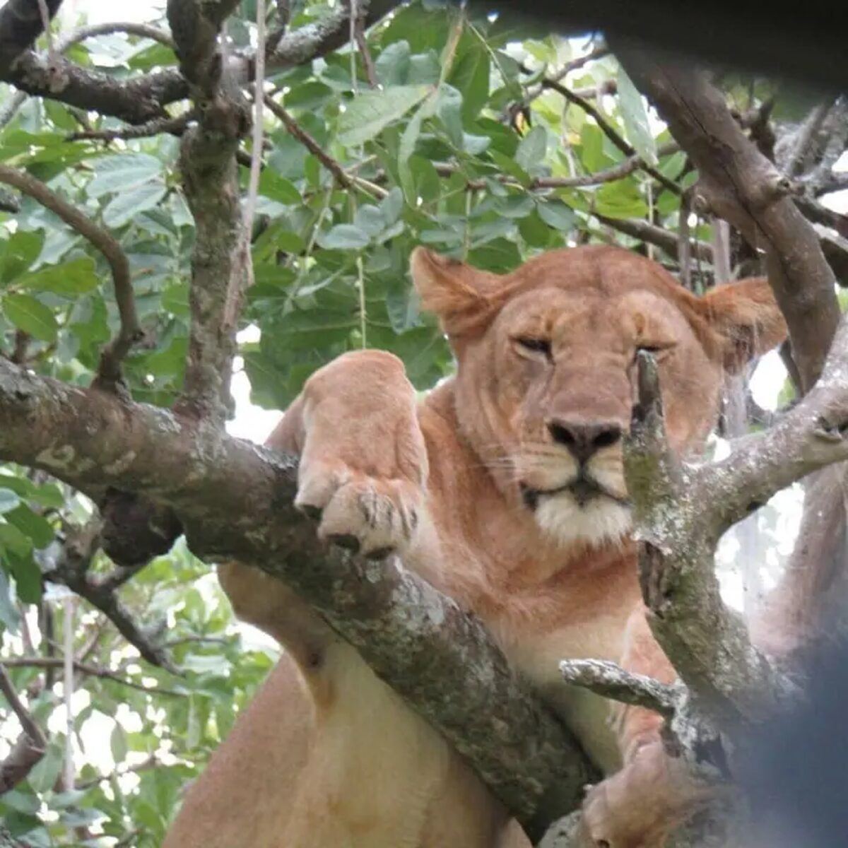 Lioness resting along a thick branch in a leafy tree in Hwange