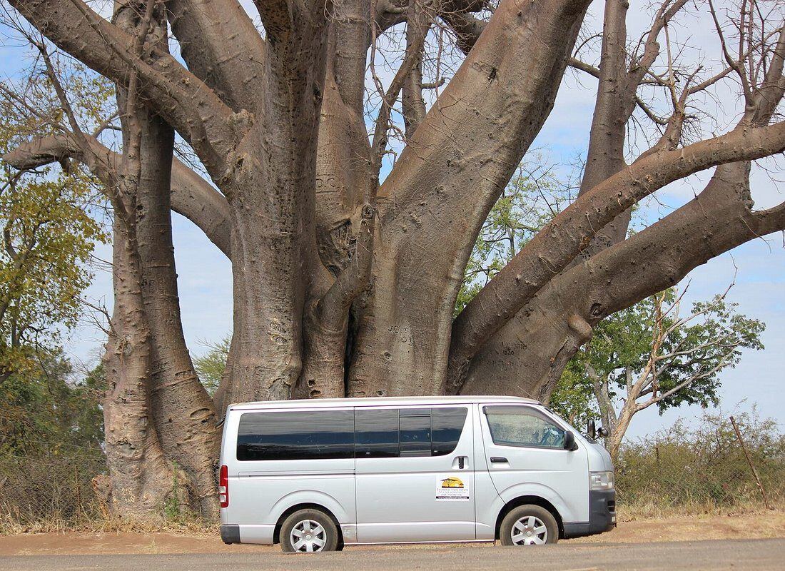 Silver safari transfer van parked beneath an enormous baobab tree