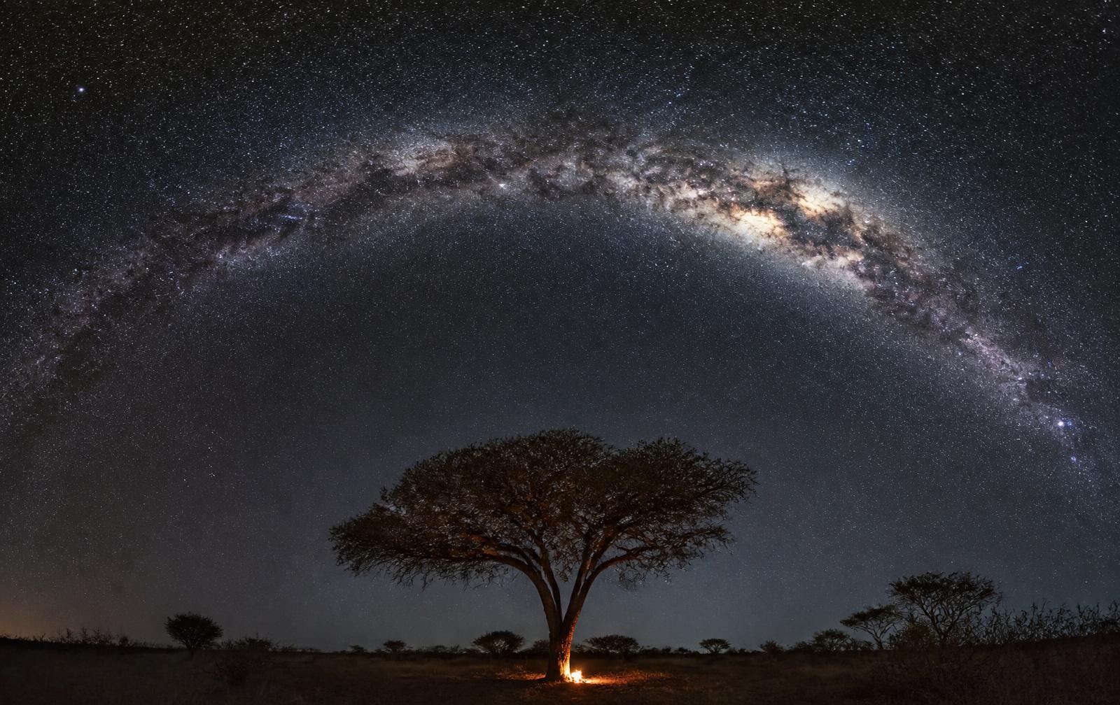 Milky Way arching above a lone acacia on a clear Zimbabwean night