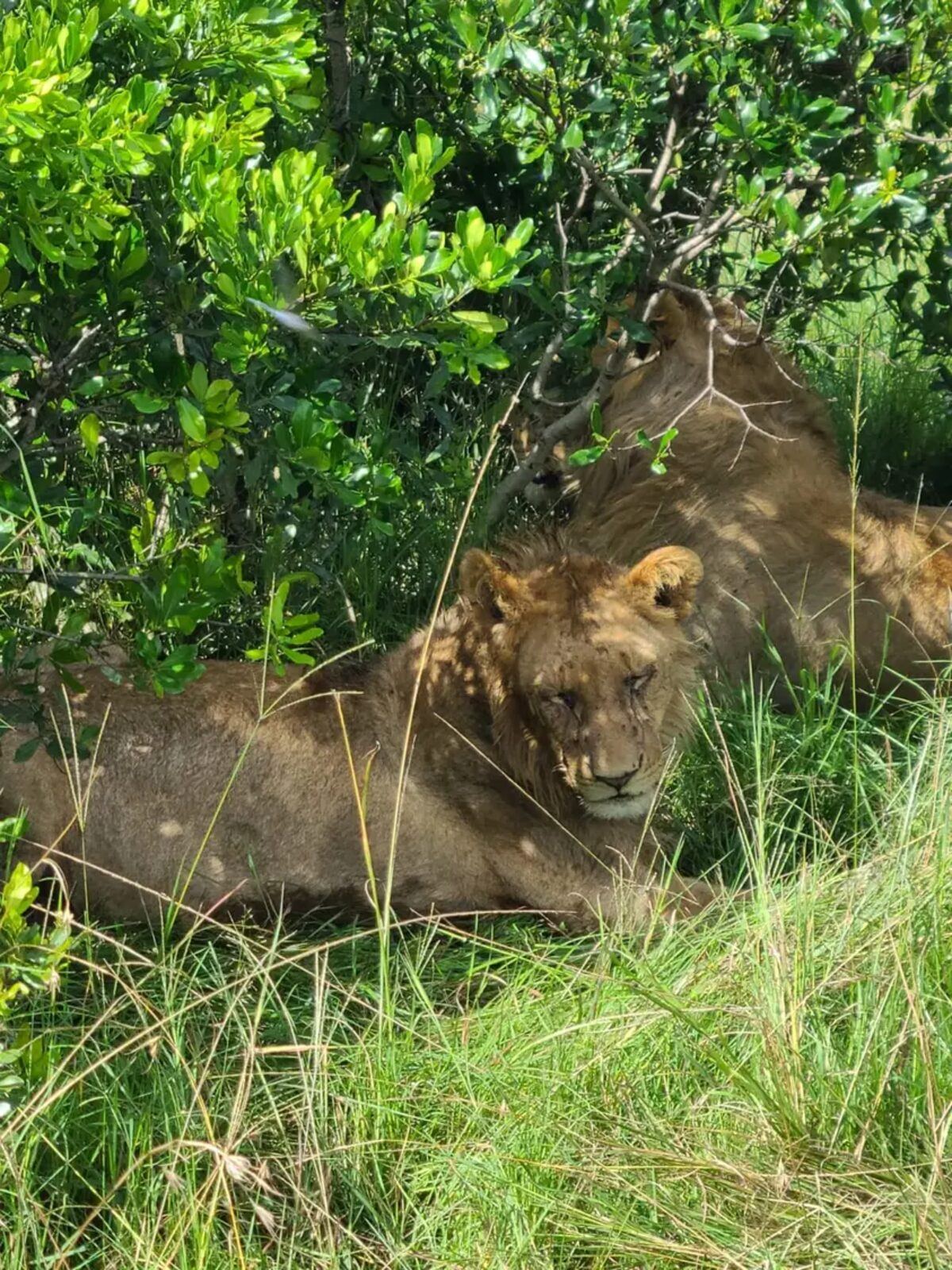 Two young lions resting in green grass under a bush